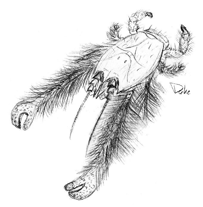 Cangrejo yeti (Kiwa hirsuta), detalle del pelaje de las pinzas