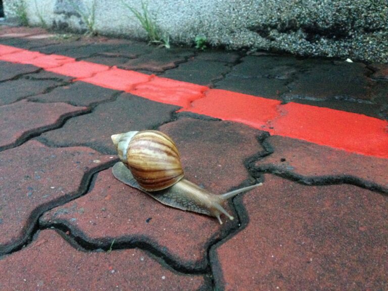 Caracol africano gigante