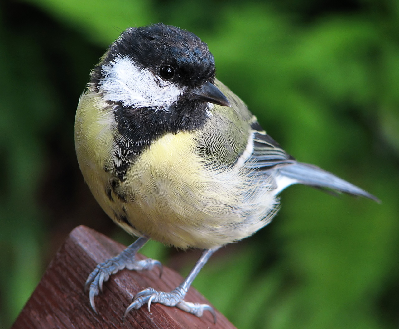 Carbonero común (Parus major)