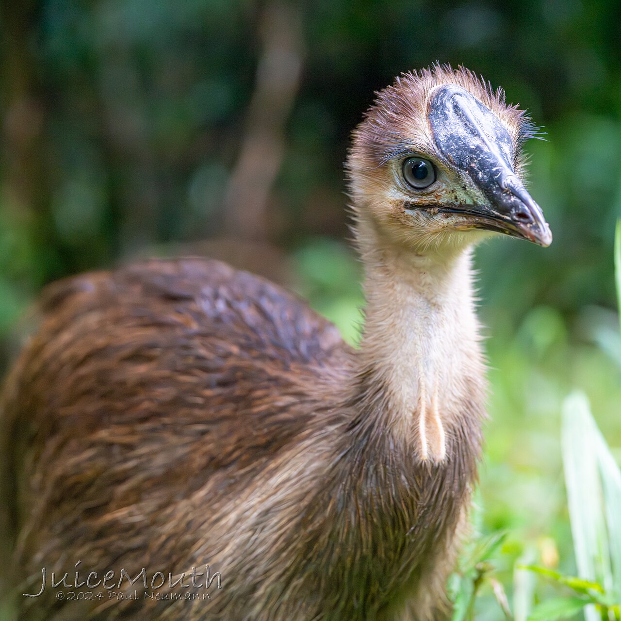 Casuario (Casuarius casuarius)