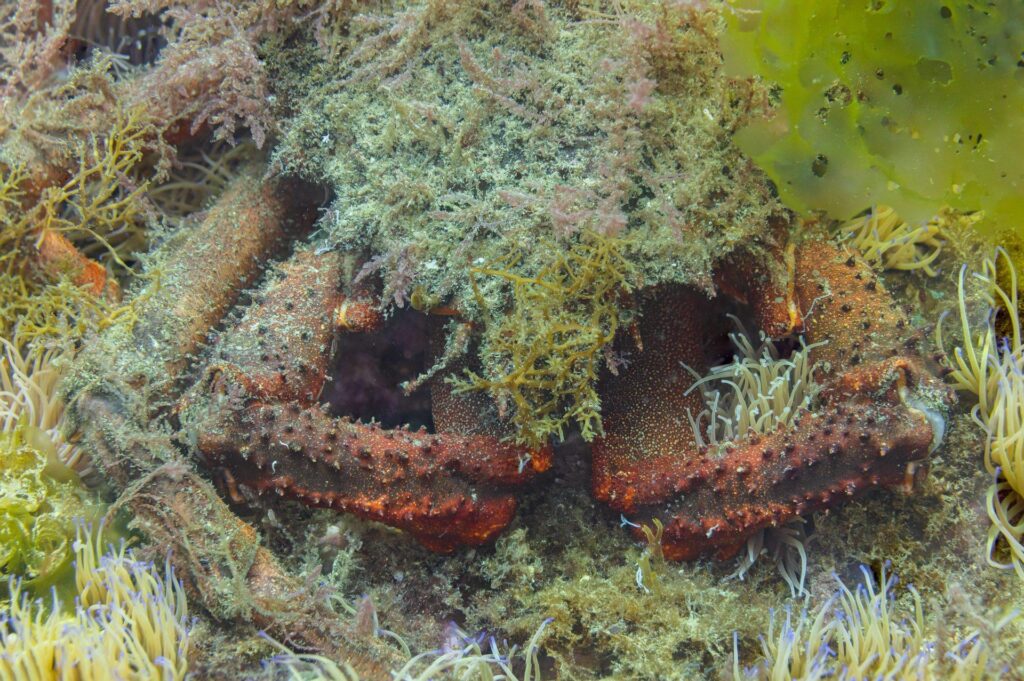 Centolla (Maja squinado)