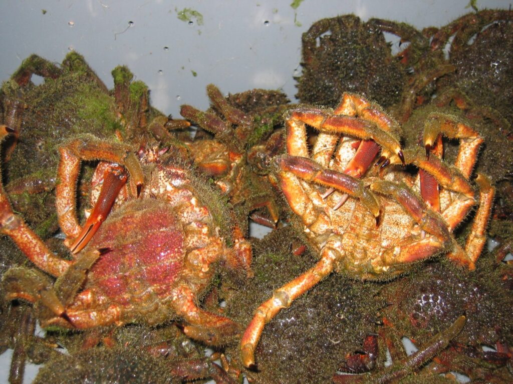 Centolla macho y hembra (Maja squinado) mostrando la diferencia de abdomen