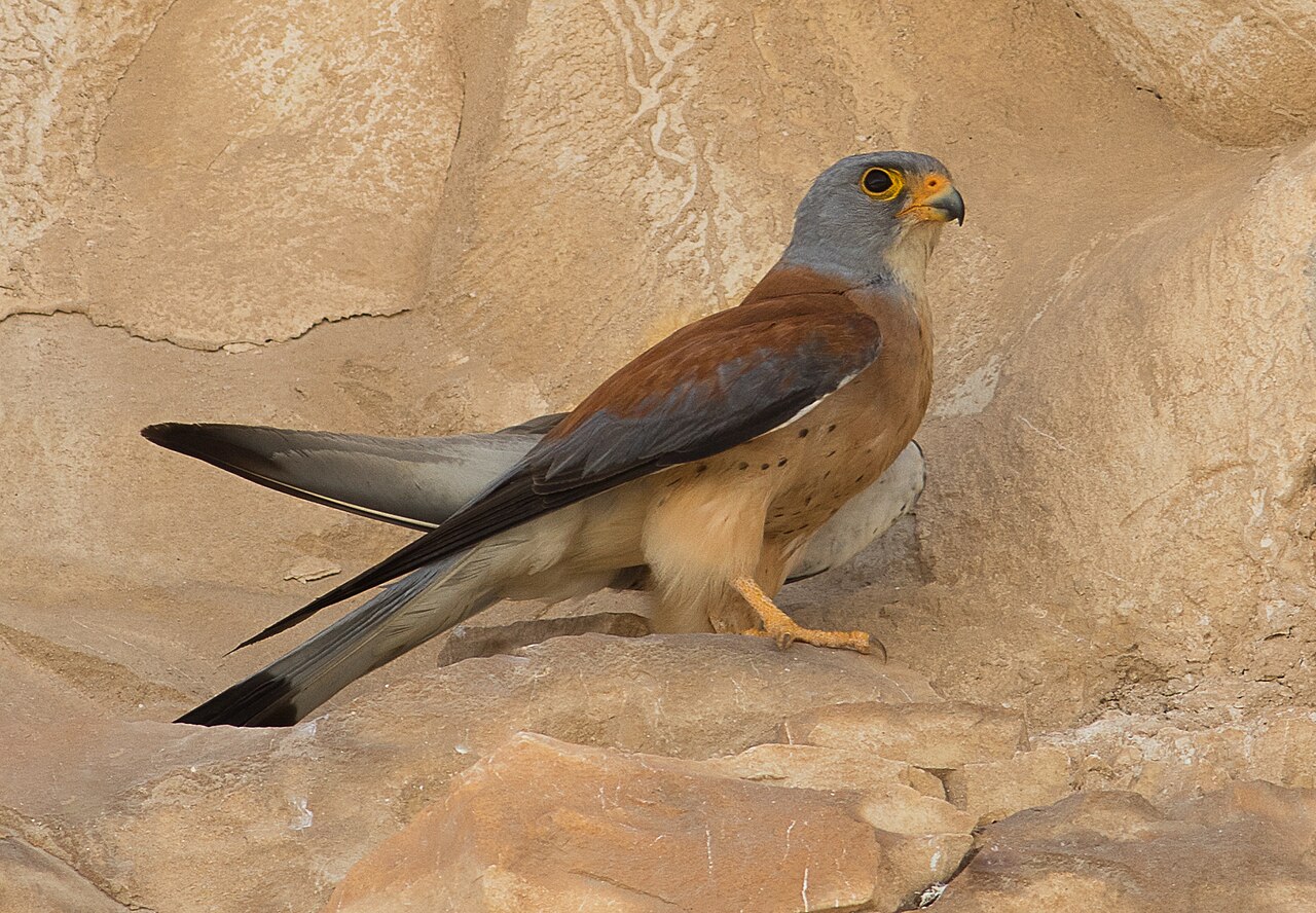 Cernícalo primilla (Falco naumanni)