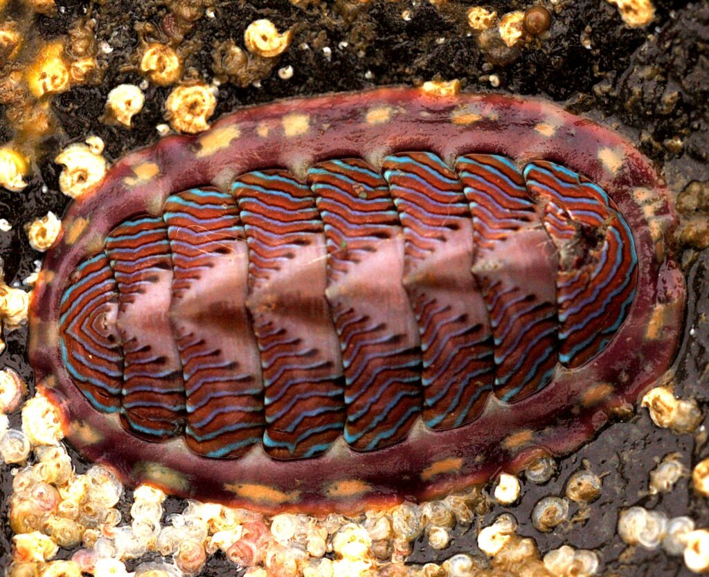 Chitón