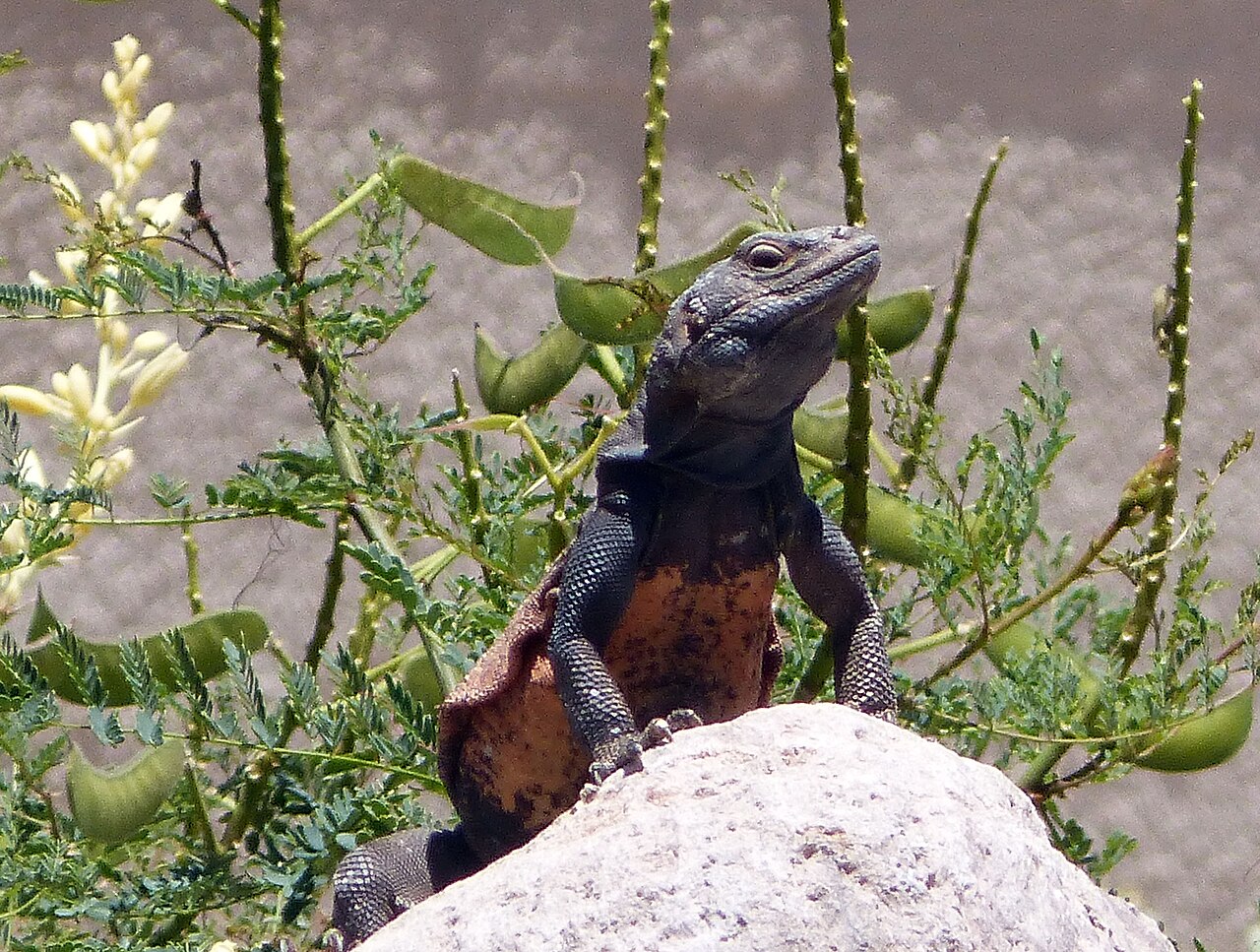 Chuckwalla (Sauromalus ater)