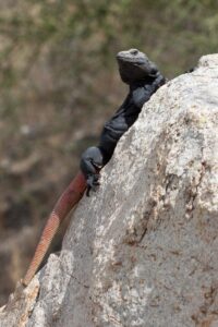 Chuckwalla