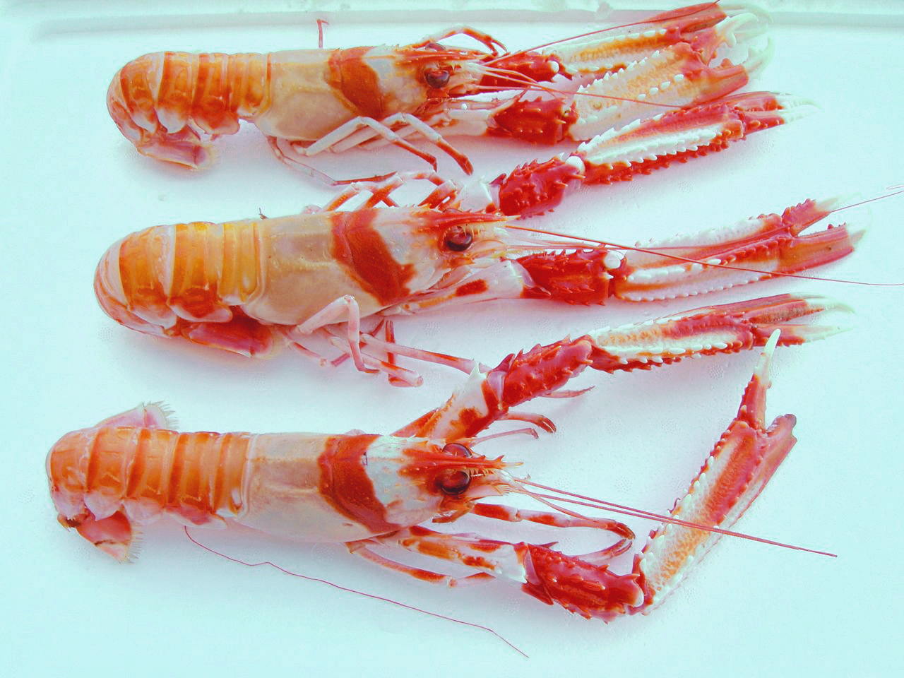 Cigala (Nephrops norvegicus)