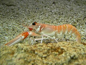 Cigala (Nephrops norvegicus)
