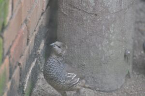 Codorniz común: la única galinácea migradora de Europa