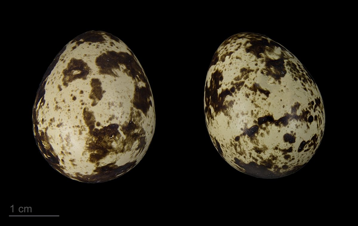 Codorniz común (Coturnix coturnix)