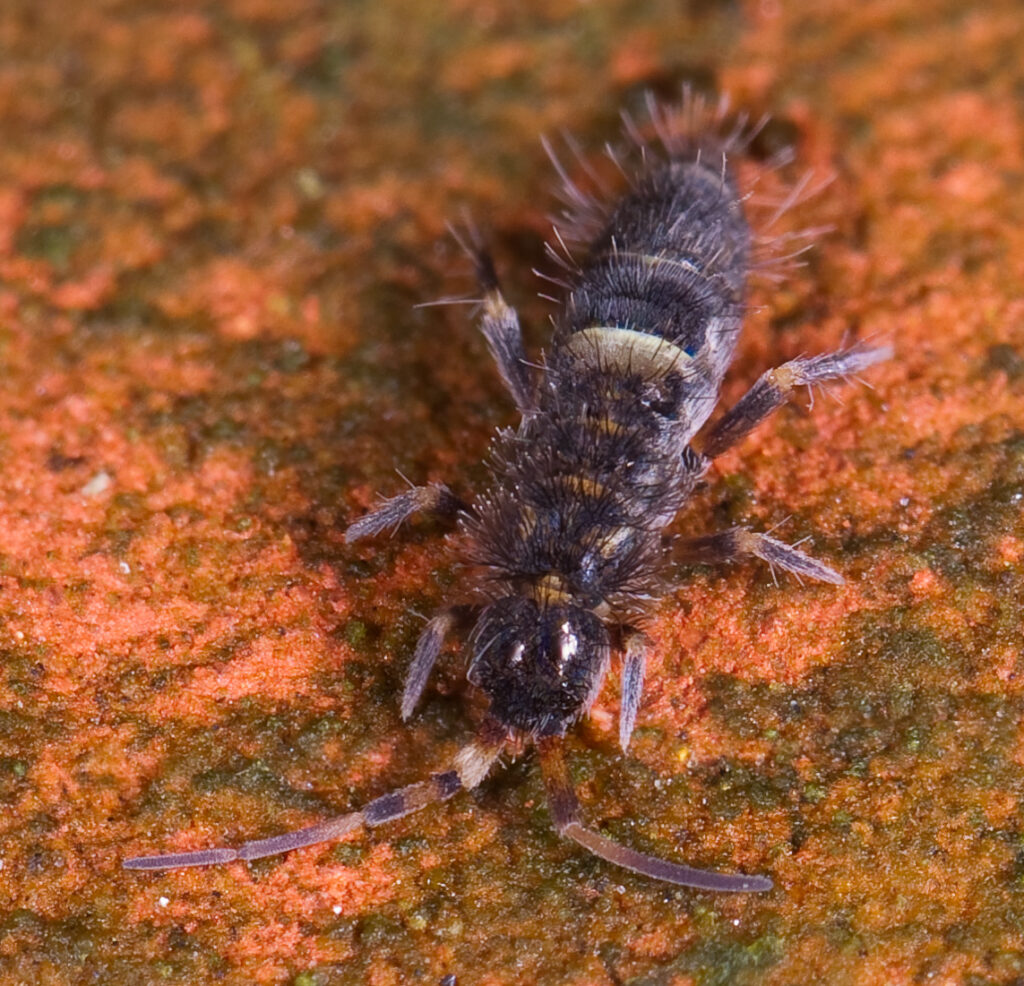 Colémbolo