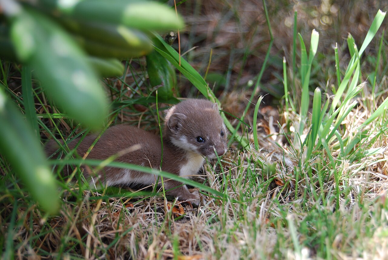 Comadreja (Mustela nivalis)
