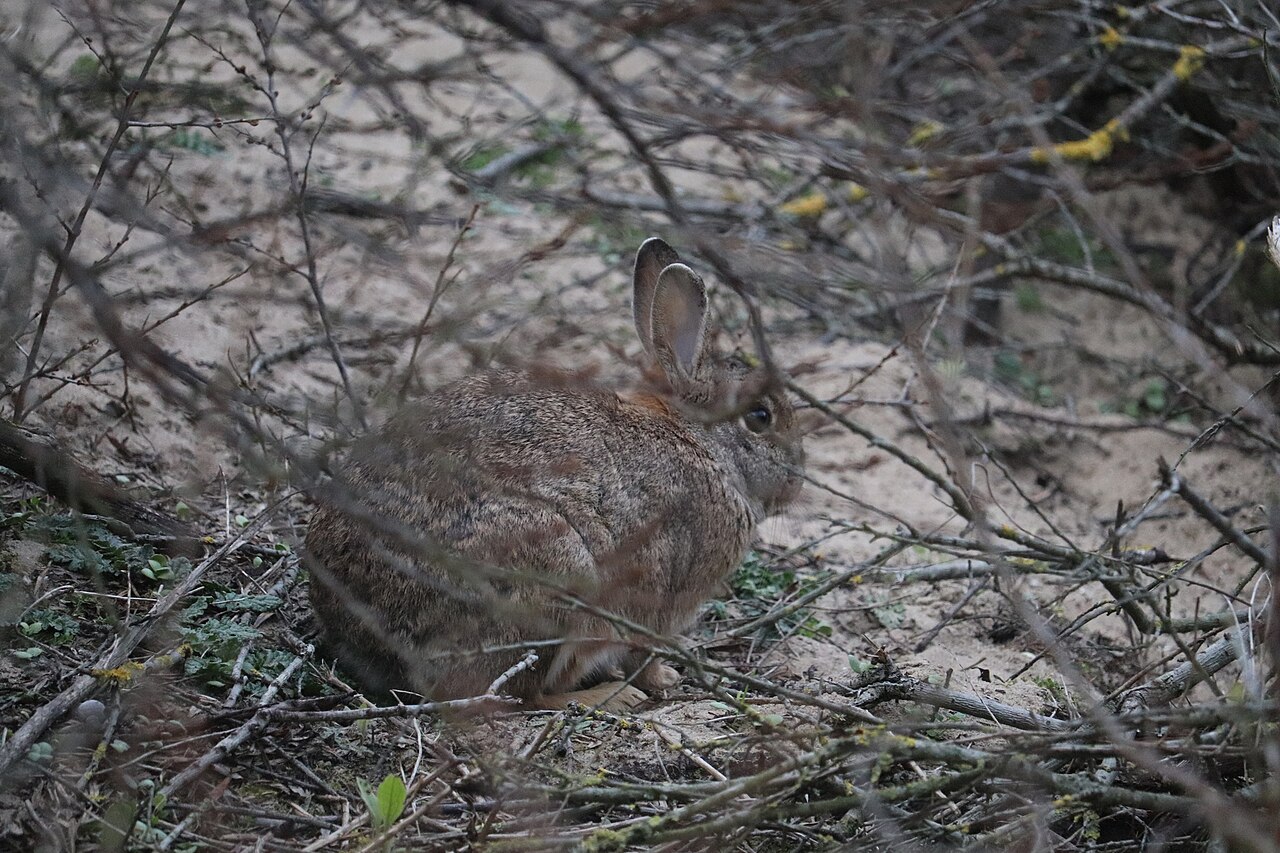 Conejo silvestre (Oryctolagus cuniculus)