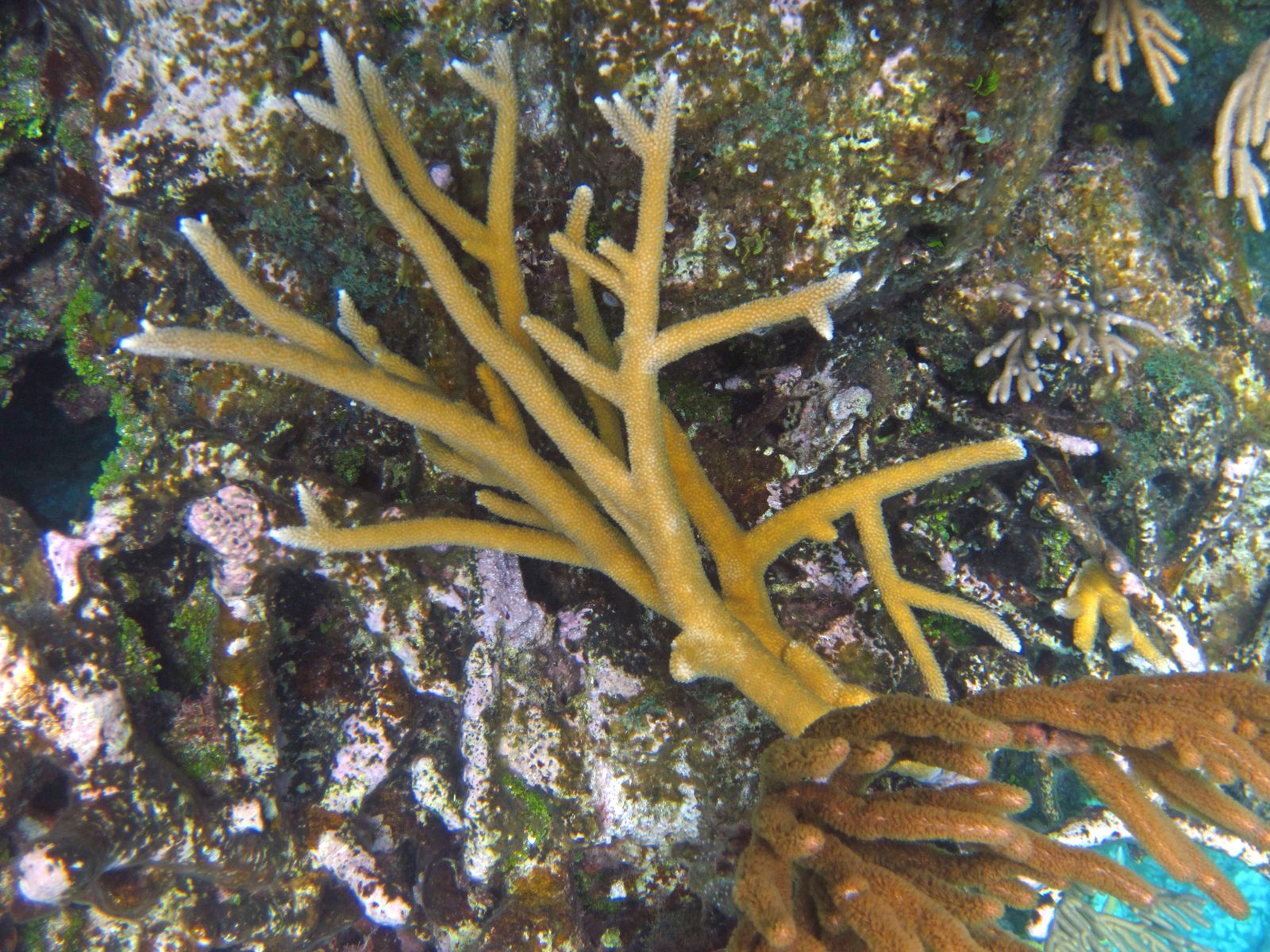 Colonia de coral cuerno de ciervo (Acropora cervicornis) en arrecife del Caribe