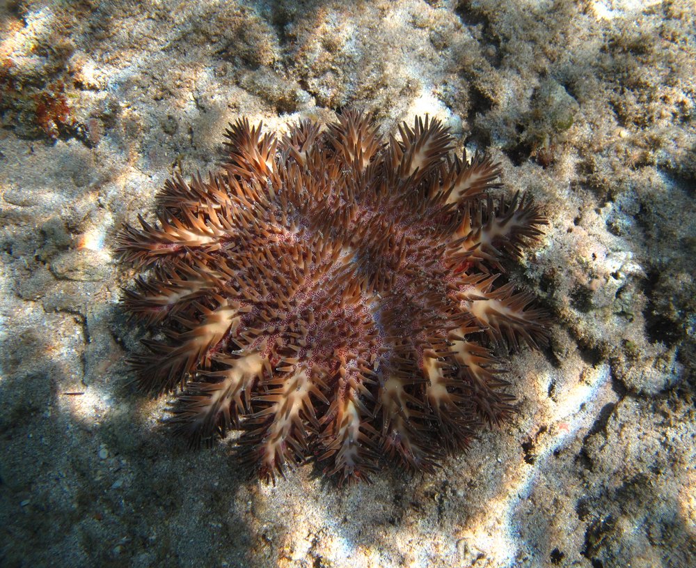 Estrella corona de espinas (Acanthaster planci)