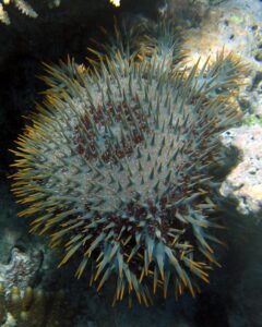 Estrella corona de espinas (Acanthaster planci)
