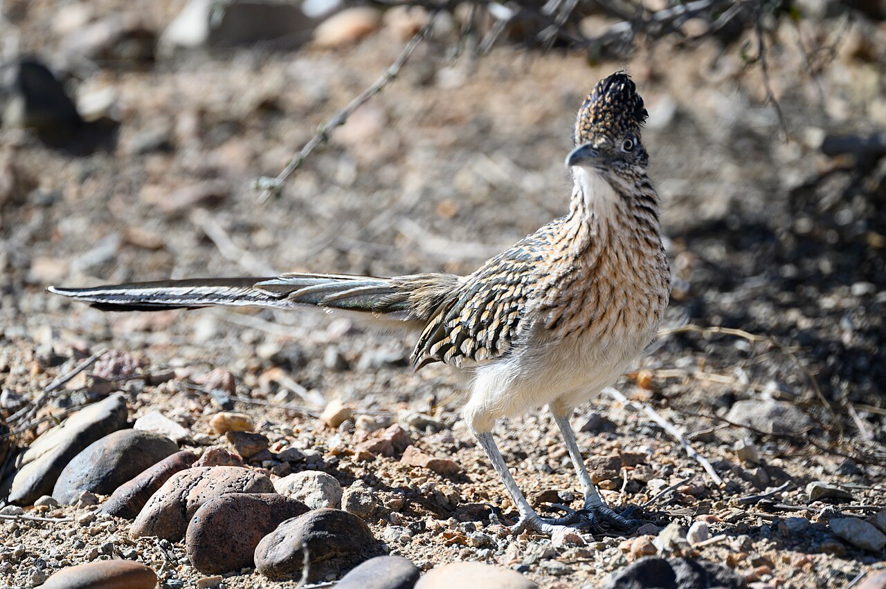 Correcaminos norteño (Geococcyx californianus)