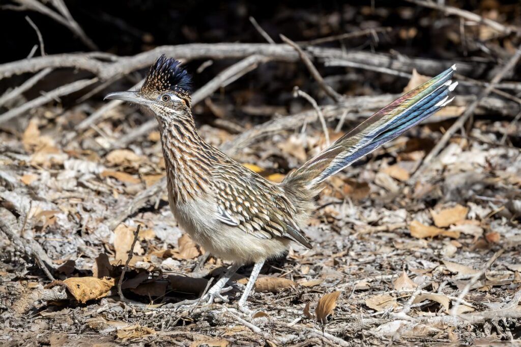 Correcaminos norteño en el desierto del suroeste de Estados Unidos