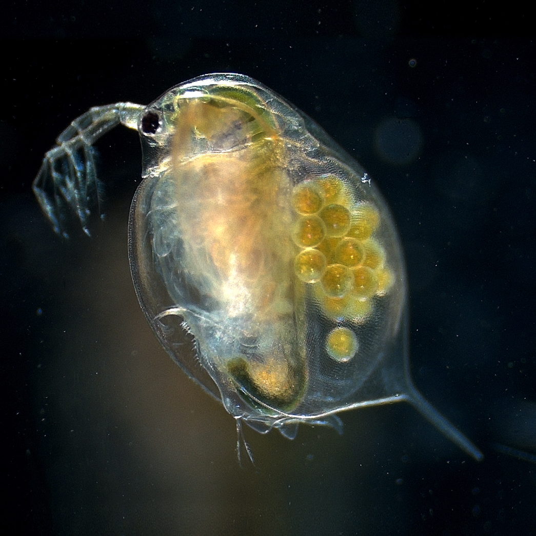Dafnia (Daphnia magna)