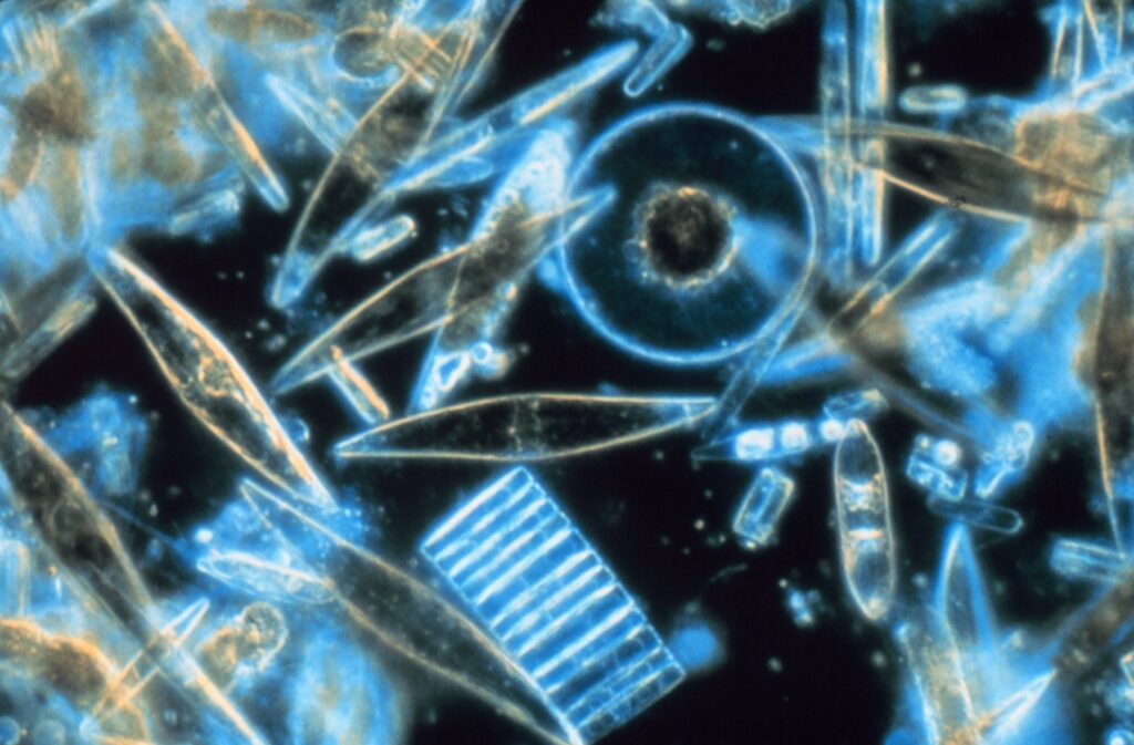 Diatomeas variadas al microscopio con sus caparazones de sílice