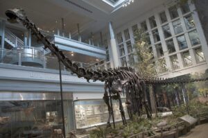 Diplodocus: el saurópodo de cuello largo y cola de látigo del Jurásico