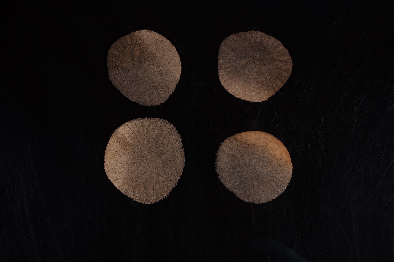 Dólar de arena (Dendraster excentricus)