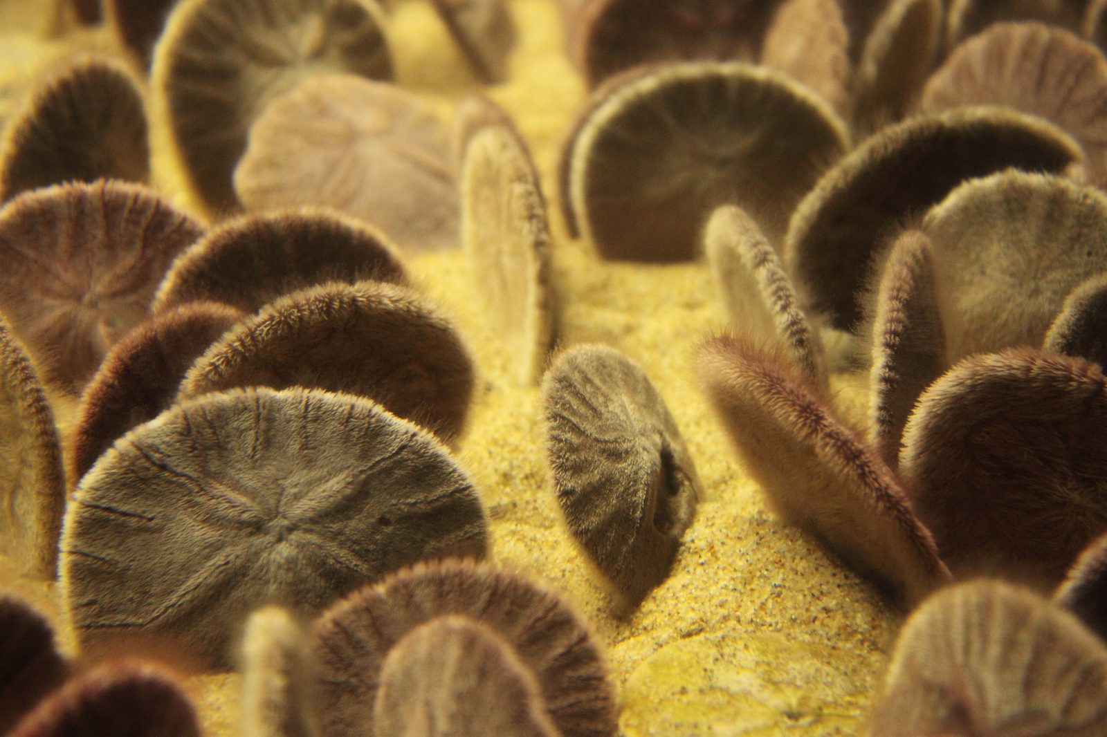 Dólares de arena (Dendraster excentricus) en posición erguida en agregación característica