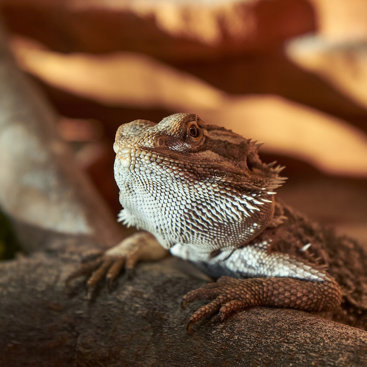 Dragón barbudo (Pogona vitticeps)