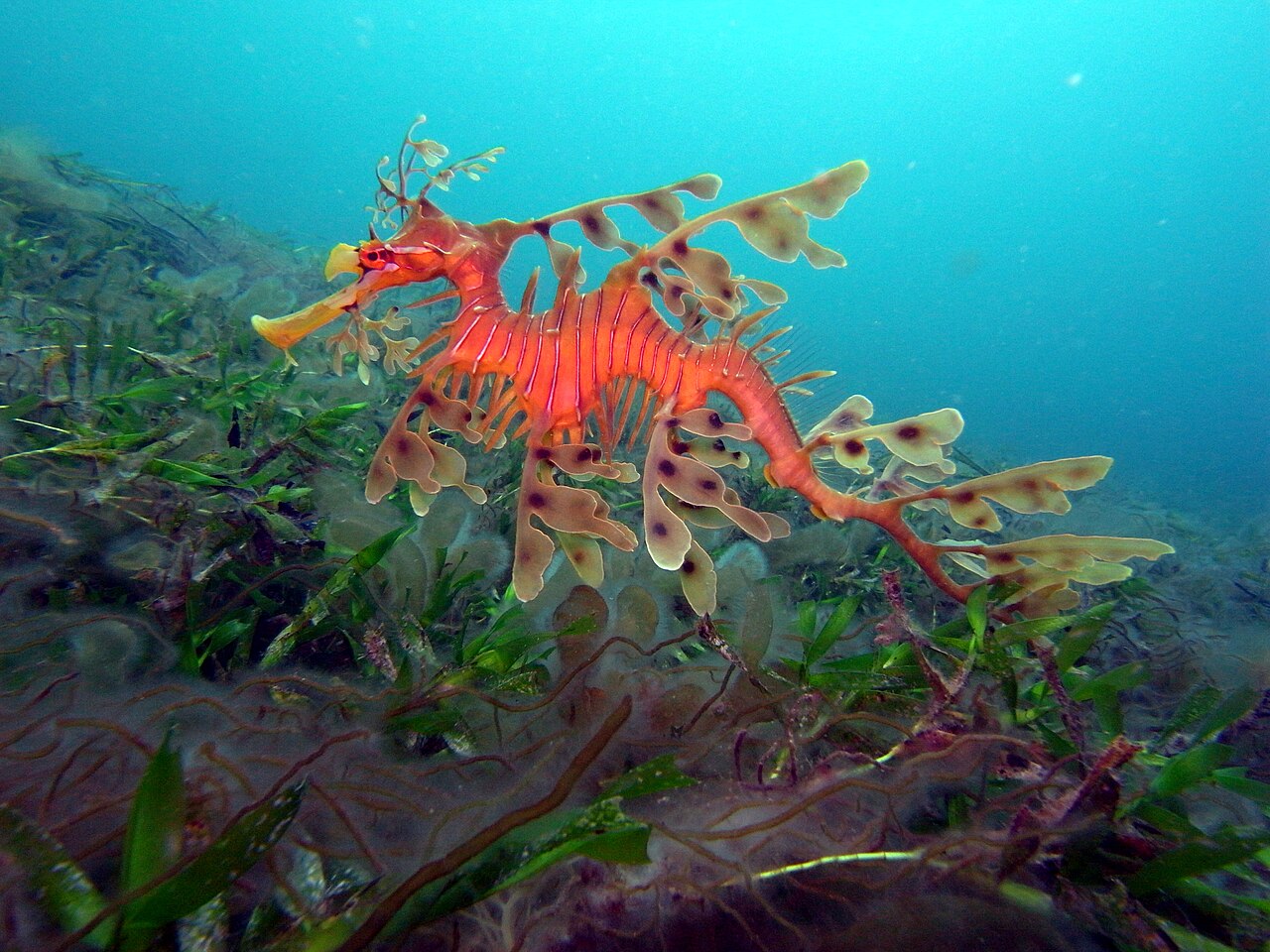Dragón de mar foliado (Phycodurus eques)