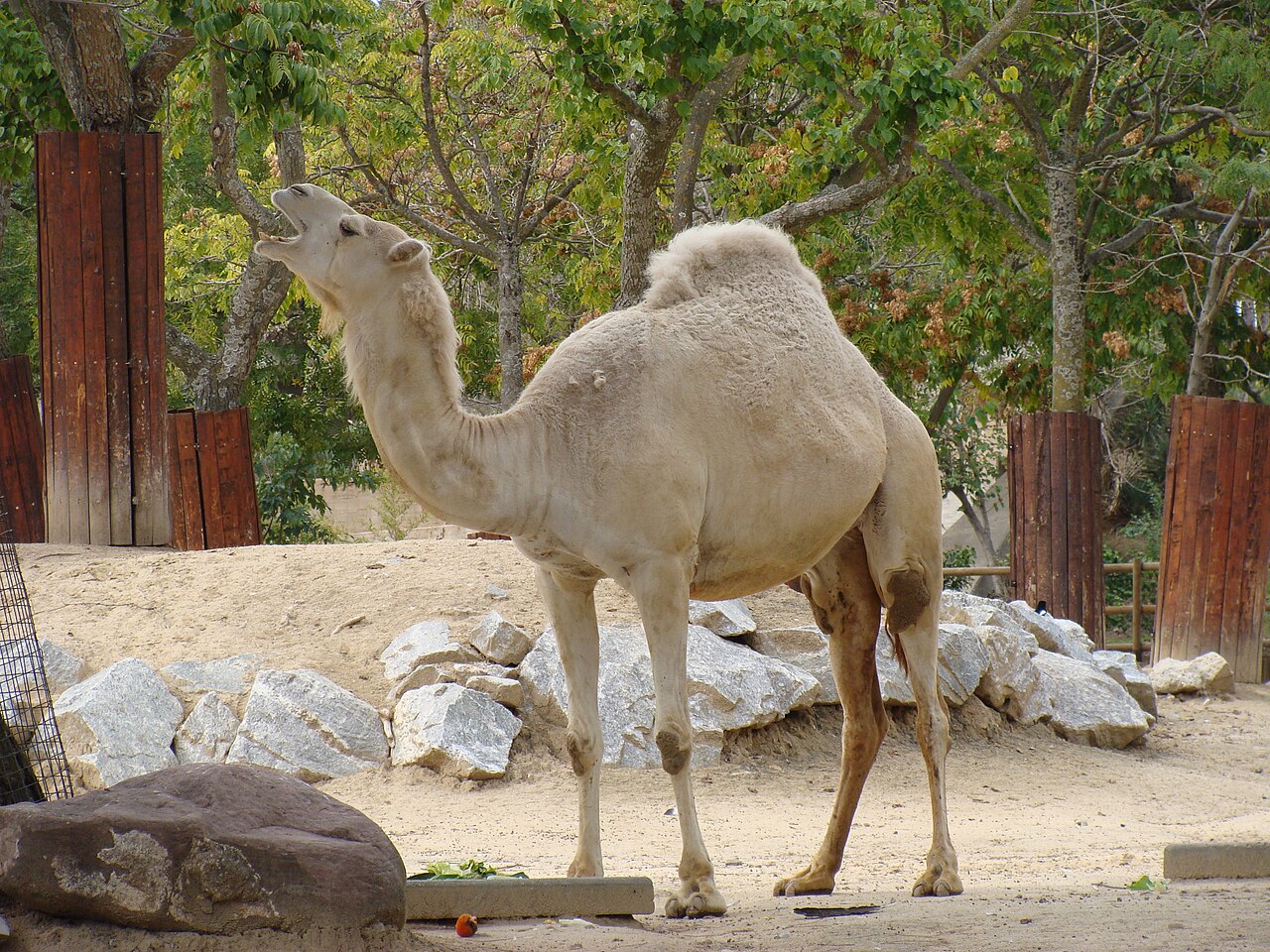 Dromedario (Camelus dromedarius)