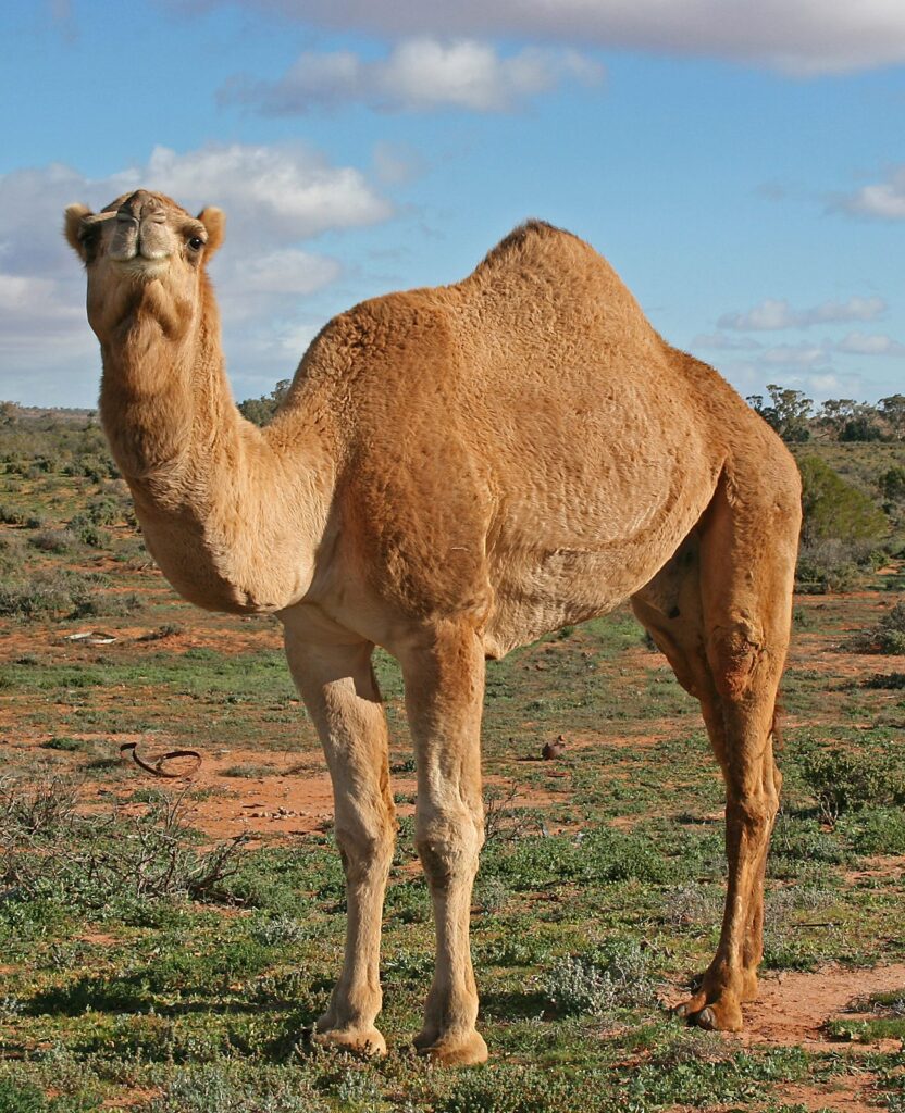 Un dromedario (Camelus dromedarius) en el interior de Australia.