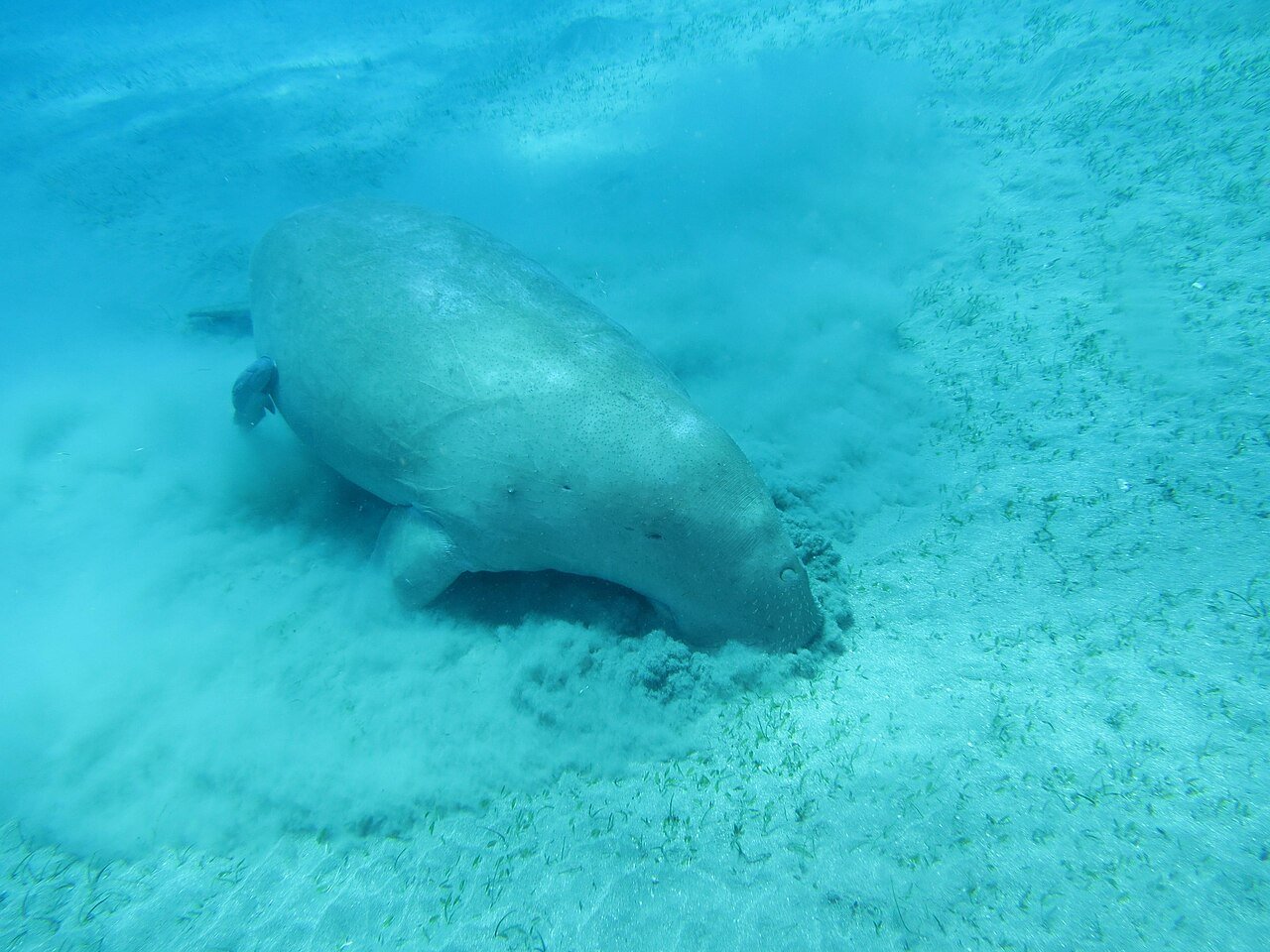 Dugongo (Dugong dugon)