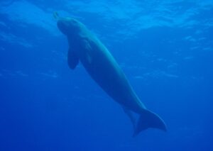 Dugongo: el sirénido marino pariente del elefante