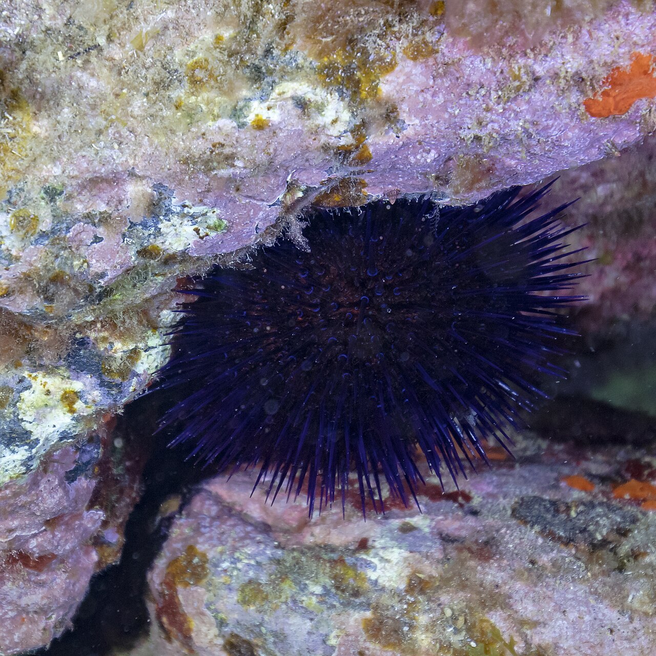 Erizo de mar común (Paracentrotus lividus)