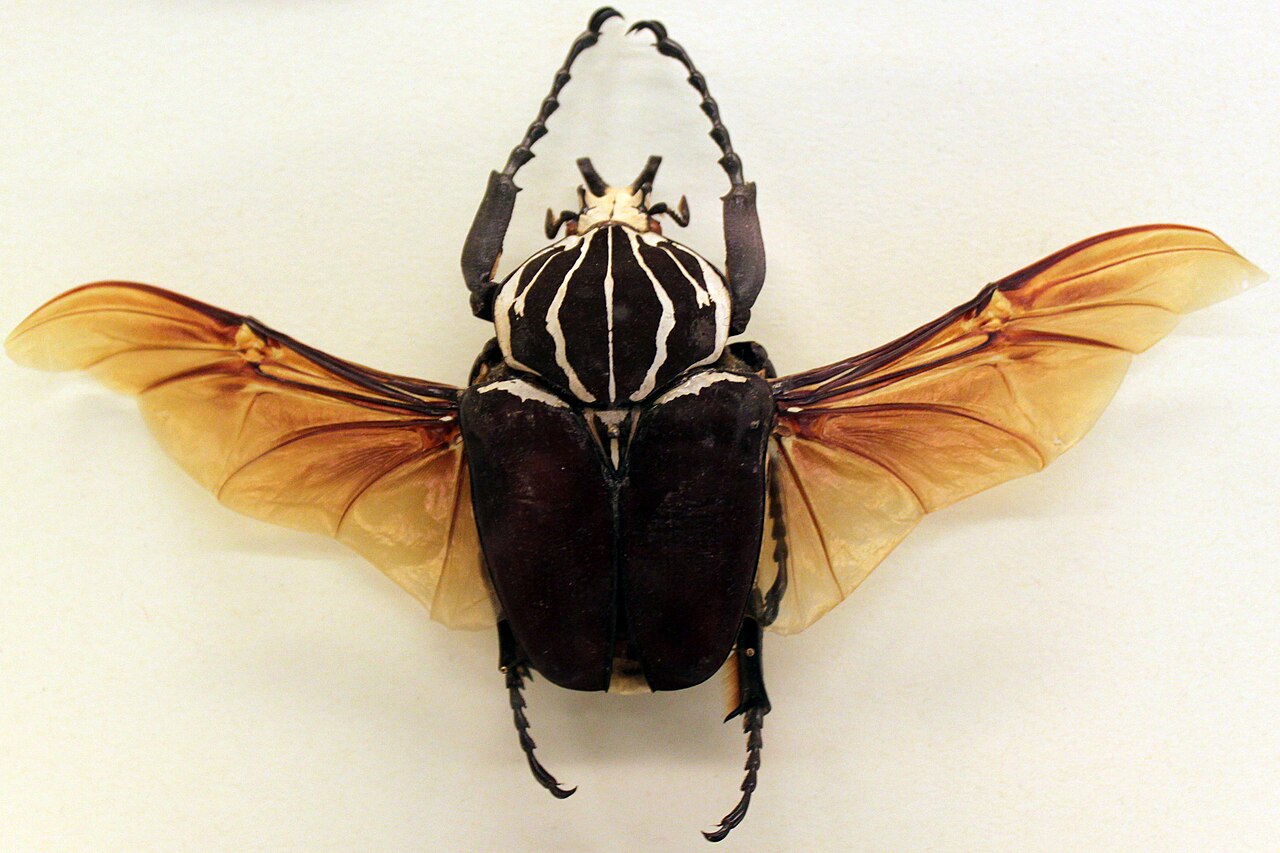 Escarabajo Goliat (Goliathus goliatus)