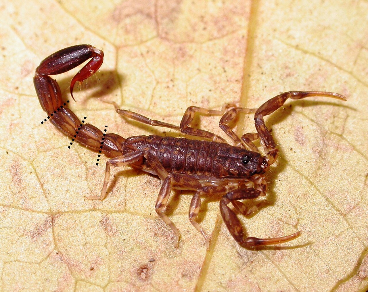 Escorpión chico (Ananteris balzanii)