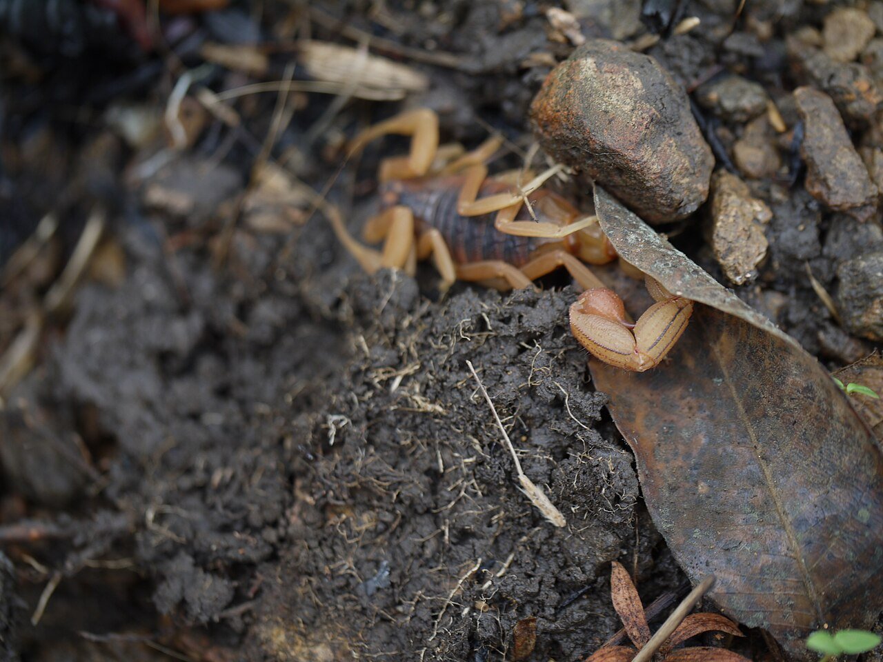 Escorpión de espalda roja (Hottentotta tamulus)