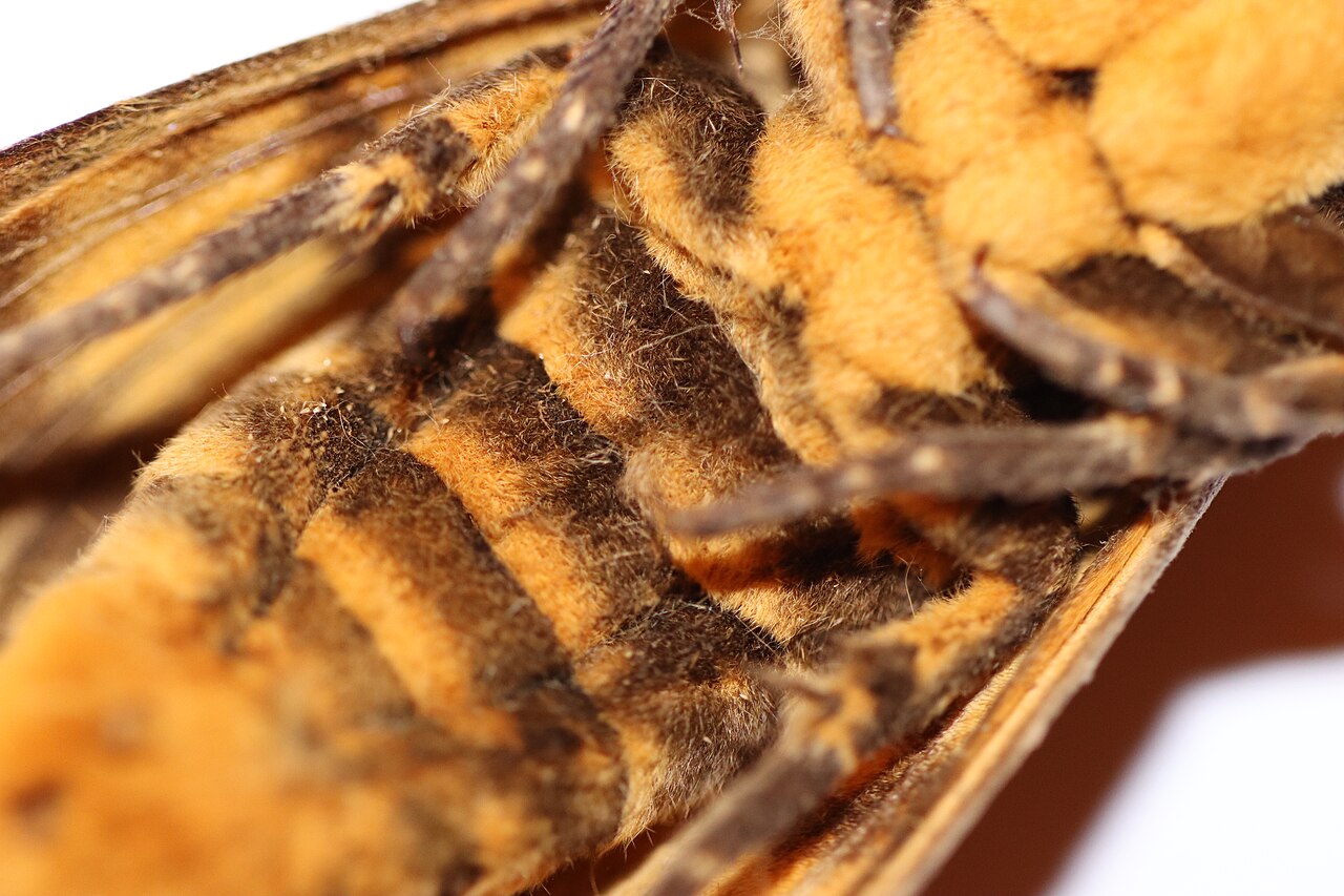 Esfinge calavera (Acherontia atropos)