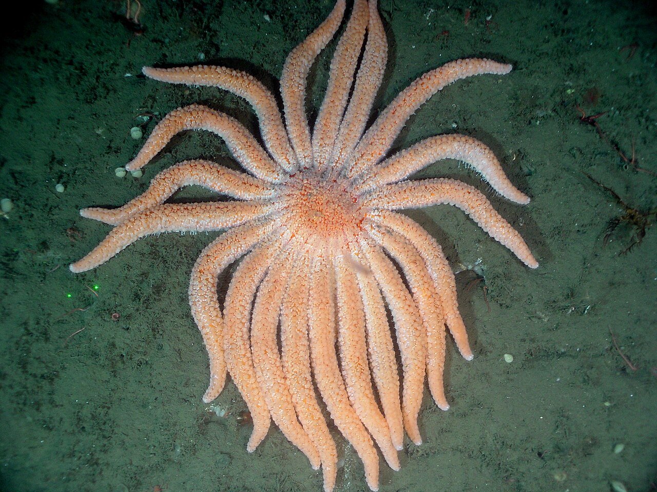 Estrella girasol (Pycnopodia helianthoides)