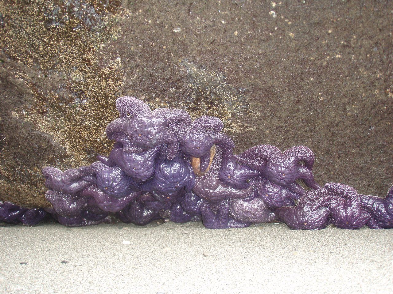 Estrella ocre (Pisaster ochraceus)