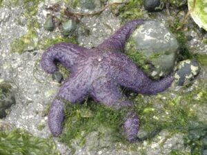 Estrella ocre (Pisaster ochraceus): la estrella de mar que definió qué es una especie clave