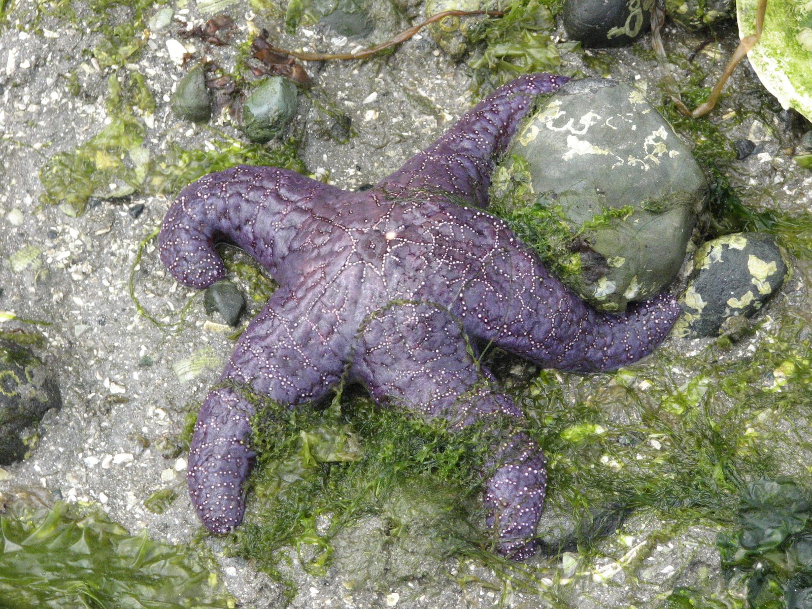 Estrella ocre (Pisaster ochraceus) en costa rocosa del Pacífico norte