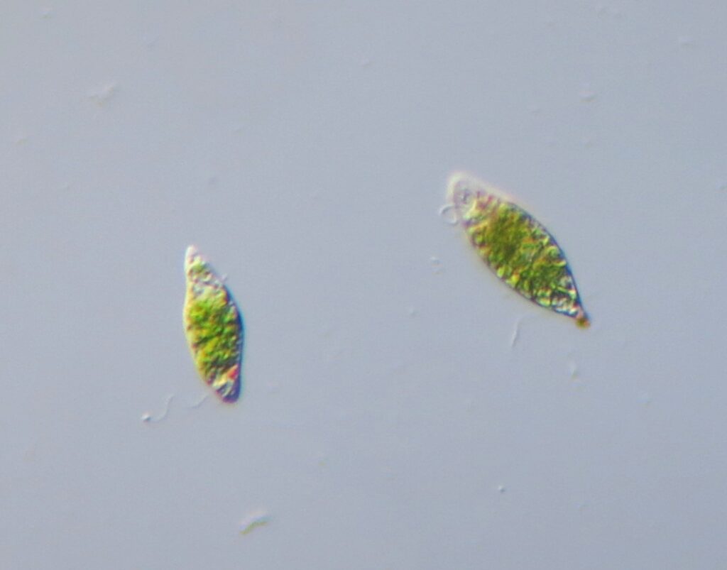 Euglena gracilis vista al microscopio óptico