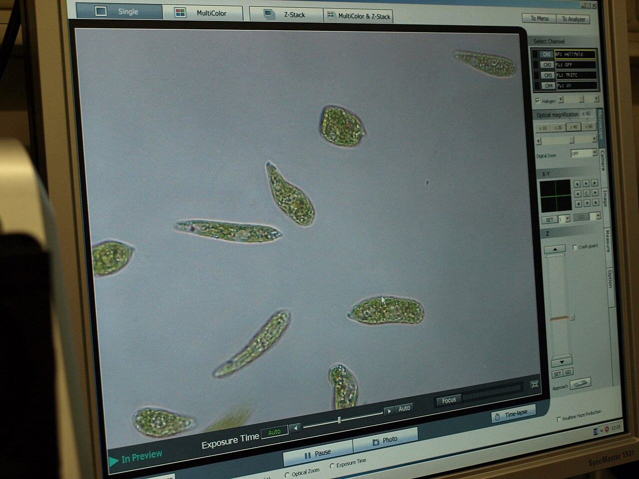 Euglena (Euglena gracilis)