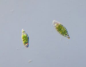 Euglena