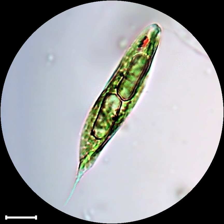 Euglena