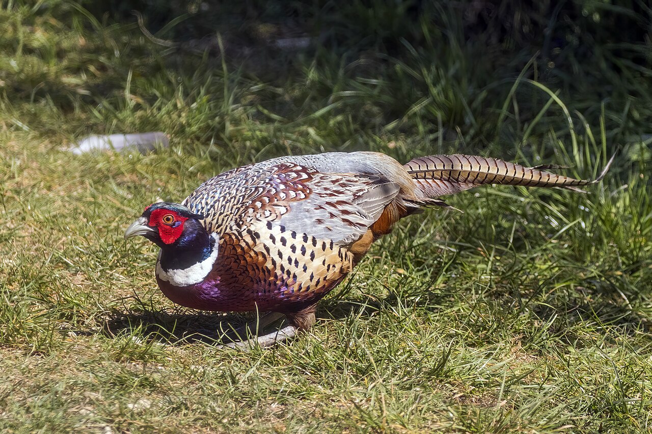 Faisán común (Phasianus colchicus)