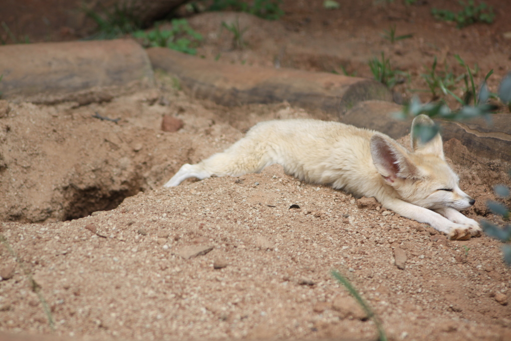 Fénec (Vulpes zerda)