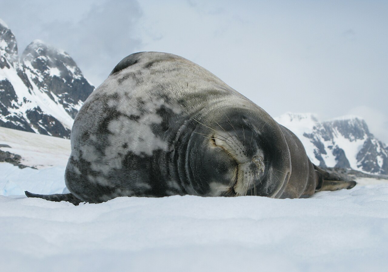 Foca de Weddell (Leptonychotes weddellii)