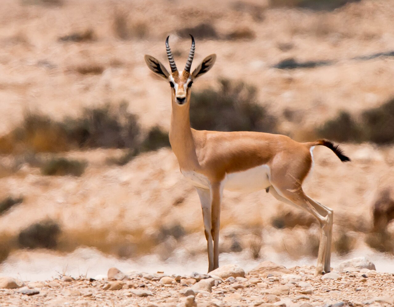 Gacela dorcas (Gazella dorcas)